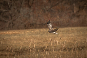 Male Northern Harrier, Gray Ghost, flies over the meadow looking for prey