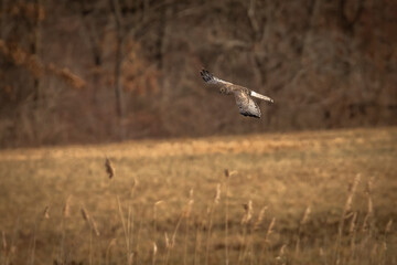 Male Northern Harrier, Gray Ghost, flies over the meadow looking for prey