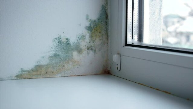 mold fungus on window slope. selective focus.
