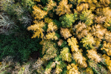 Fall or autumn foliage in a forest park. Yellow and green colors of foliage. Aerial view. Beautiful nature scene.