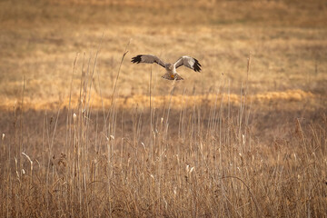 Male Northern Harrier, Gray Ghost, flies over the meadow looking for prey