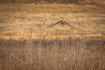 Male Northern Harrier, Gray Ghost, flies over the meadow looking for prey