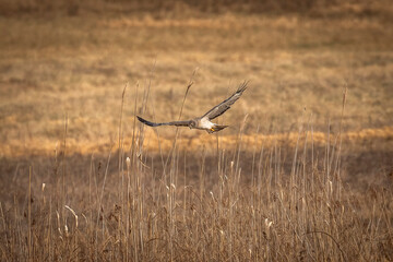 Male Northern Harrier, Gray Ghost, flies over the meadow looking for prey