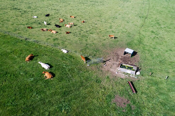Cows grazing green juicy grass on a field in Burren area, Ireland. Agriculture and farming industry, Food supply chain. Aerial view. Warm sunny day. Traditional trade. Calm and peaceful mood.