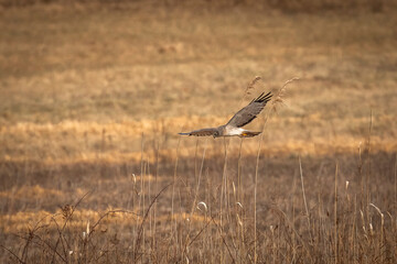 Male Northern Harrier, Gray Ghost, flies over the meadow looking for prey