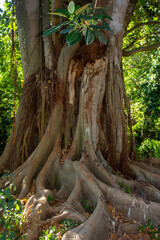 Giant Buttress root trunk of tropical fig tree with nobody
