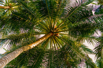 Obraz premium beautiful exotic landscape in the Maldives islands