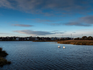 Naklejka premium Couple of swans in a lake. Blue sky reflection in water. Calm and peaceful scene.