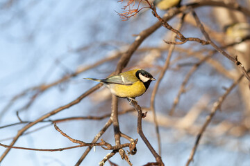 A beautiful little titmouse sits on a branch in winter and flies for food. Other birds are also sitting on the branches. Sparrows and titmice on a branch near the feeder