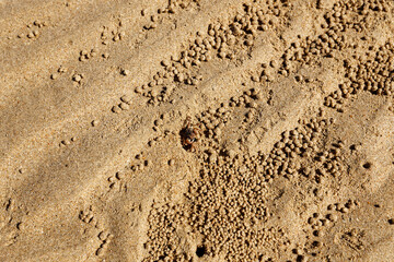 Small crabs walking on the beach and making little balls of sand in the process of extracting nutrients from the soil.