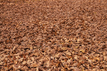 beautiful landscape with trees in autumn