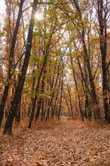 beautiful landscape with trees in autumn