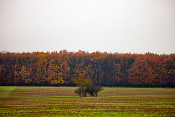 beautiful landscape with trees in autumn