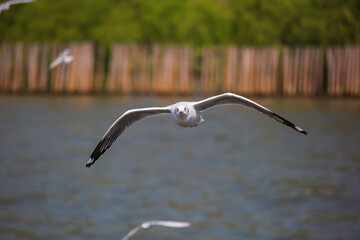 A flying seagull