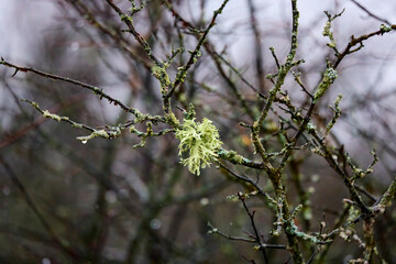 Shrubs with parasitic fungi on the bark.