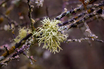 Shrubs with parasitic fungi on the bark.