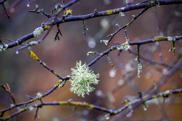 Shrubs with parasitic fungi on the bark.