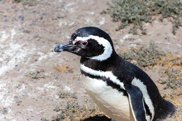Naklejka premium Magellanic penguin in Penguins Viewpoint