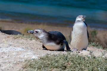 Magellanic penguins in Penguins Viewpoint