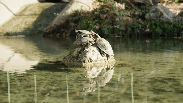 A stone in the middle of a pond, on which four turtles are sitting at once. They stand on top of each other and with their backs to the sun.