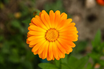 Small orange single flower of Calendula