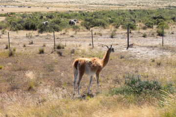 View of a Guanaco