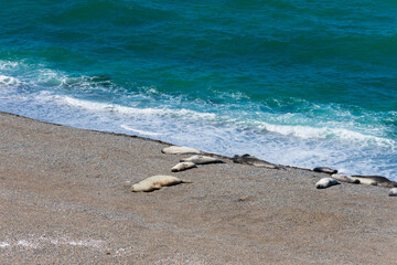 Elephant seals in Caleta Valdes