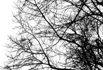 Obraz premium Tree branch silhouette on transparent background