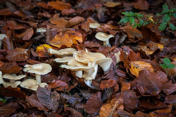 Psilocybin magic mushrooms growing in forest. Naturally psychoactive and hallucinogenic compound concept.