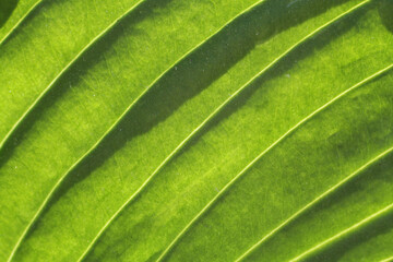 Parallel veins on long green leaves
