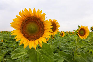 a large and beautiful sunflower in agricultural culture