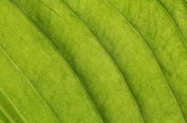 Parallel veivertical, large, line, photosynthesis, grow, textured, flora, growth, hard, long, wide, farming, bright, design, style, nature, pattern, parallel, smooth, material, ns on long green leaves