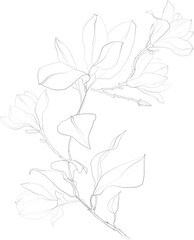 Magnolia branch, botanical line art clipart, floral graphic sketch