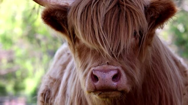 Close up of highland cow face with long hair blowing in the wind