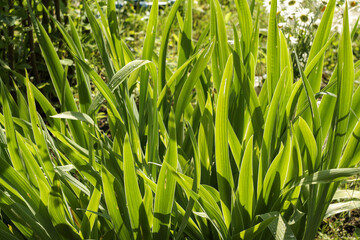 Green spiky iris leaves illuminated by the sun
