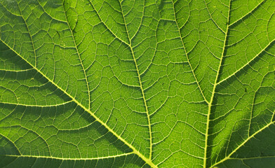 pumpkin leaf close up with veins