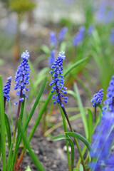 Beautiful tiny purple Muscari flowers (Grape hyacinth) growing in a spring flower garden. Gardening, cultivation of flowers concept. 