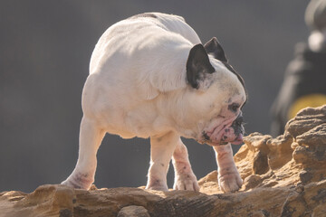 small bulldog licking on cliff 
