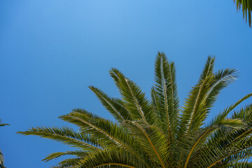 Obraz na płótnie Canvas blue sky and palm trees