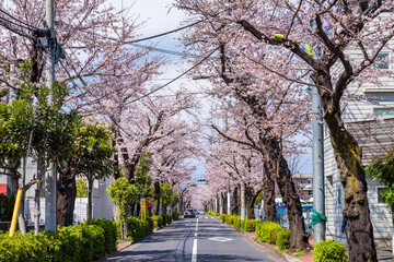 世田谷区・西用賀通りの桜並木