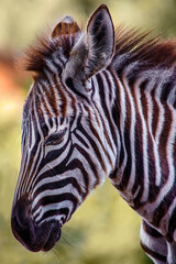 Fototapeta na wymiar portrait of a small zebra