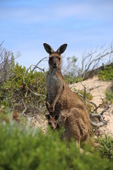 kangaroo and baby