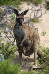 kangaroo and baby
