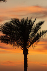 palm leaves on the background of the sunset in the sky