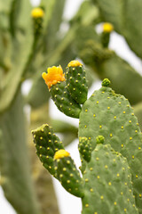 cactus with thorns and flowers
