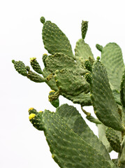 cactus with thorns and flowers