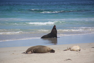 seal on the beach