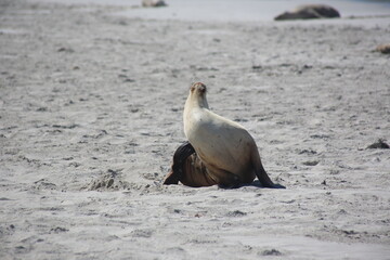 seal on the beach