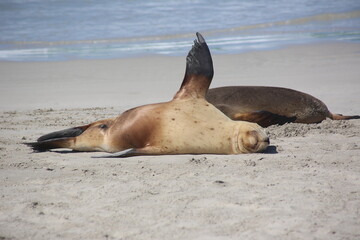 sea lion on the beach