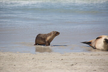 seal on the beach